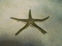 Astropecten bispinosus