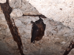 Rhinolophus pusillus