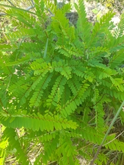 Alvaradoa amorphoides