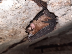 Rhinolophus pusillus