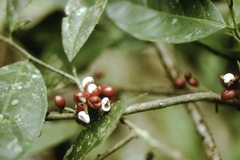 Lacistema aggregatum