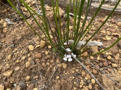 Stylidium scariosum