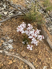 Stylidium scariosum