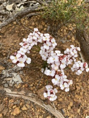 Stylidium scariosum