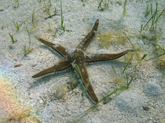 Astropecten bispinosus