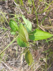Euphorbia heterophylla