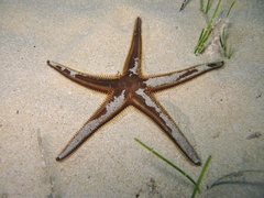 Astropecten bispinosus