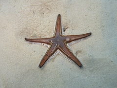 Astropecten bispinosus