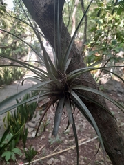 Tillandsia schiedeana