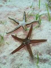Astropecten bispinosus