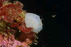 Botrylloides crystallinus