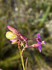 Polygala triquetra