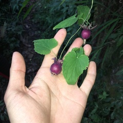 Codonopsis javanica japonica