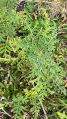 Solanum sisymbriifolium