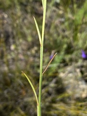 Polygala triquetra