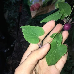 Codonopsis javanica japonica