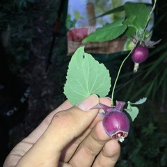 Codonopsis javanica japonica