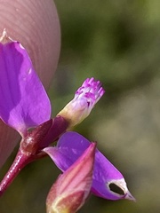 Polygala triquetra