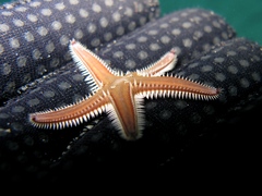Astropecten bispinosus