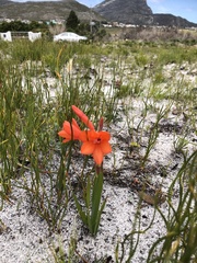 Watsonia coccinea