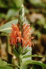 Pachystachys coccinea