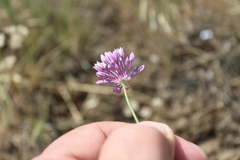 Allium erubescens