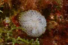 Botrylloides crystallinus