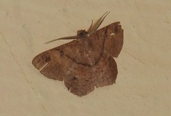 Petelia medardaria