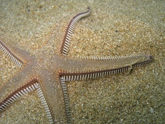 Astropecten bispinosus