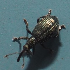 Ischnopterapion virens