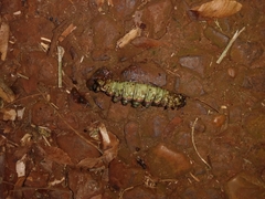 Arsenurinae