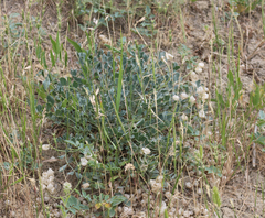 Astragalus calycinus