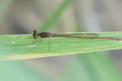 Homeoura chelifera