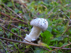 Amanita torrendii