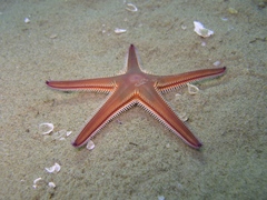 Astropecten bispinosus