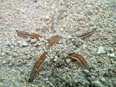 Astropecten bispinosus