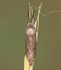 Brachodes appendiculata