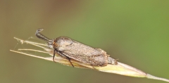 Brachodes appendiculata