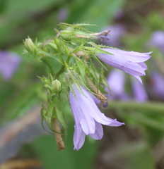 Campanula sibirica elatior