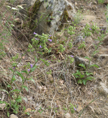 Campanula sibirica elatior