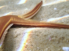 Astropecten bispinosus