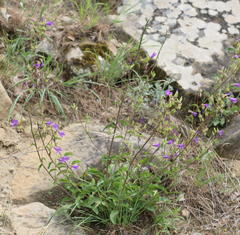 Campanula sibirica elatior