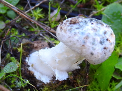 Amanita torrendii