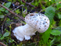 Amanita torrendii