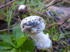 Amanita torrendii