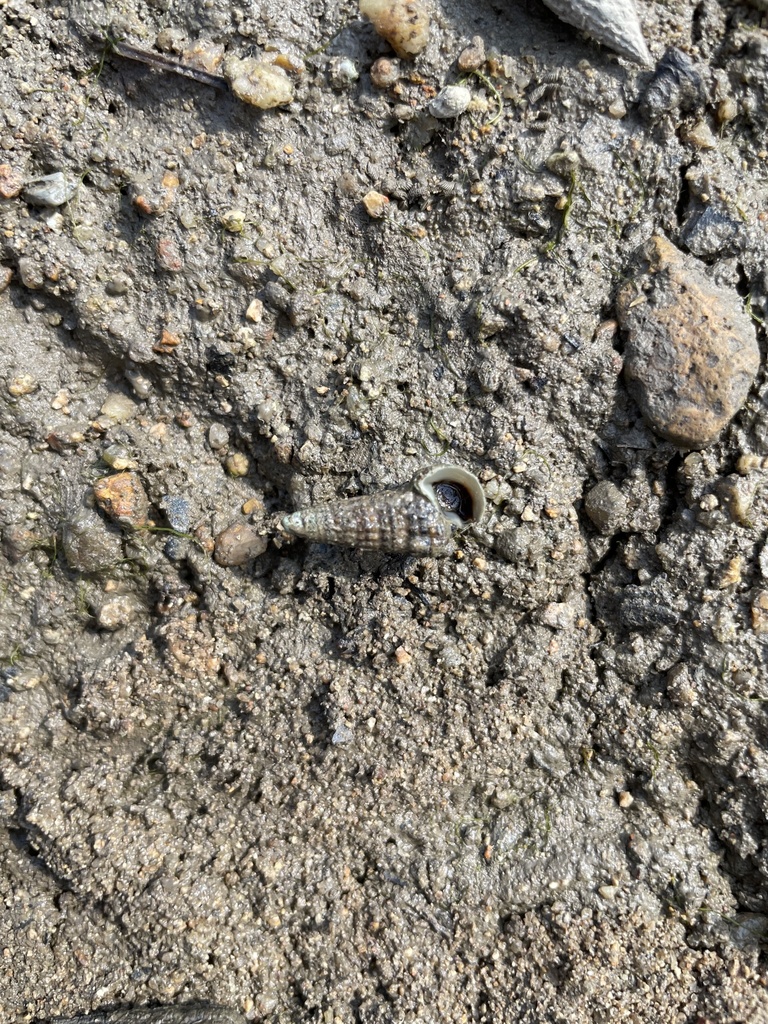 Pirenella nanhaiensis