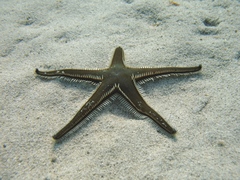 Astropecten bispinosus