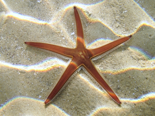 Astropecten bispinosus (Otto, 1823)