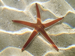 Astropecten bispinosus