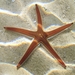Astropecten bispinosus - Photo (c) Roberto Pillon, some rights reserved (CC BY-NC), uploaded by Roberto Pillon